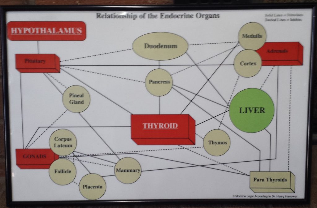 Hypothyroid Healing chart of Harring on Thyroids and endocrine system