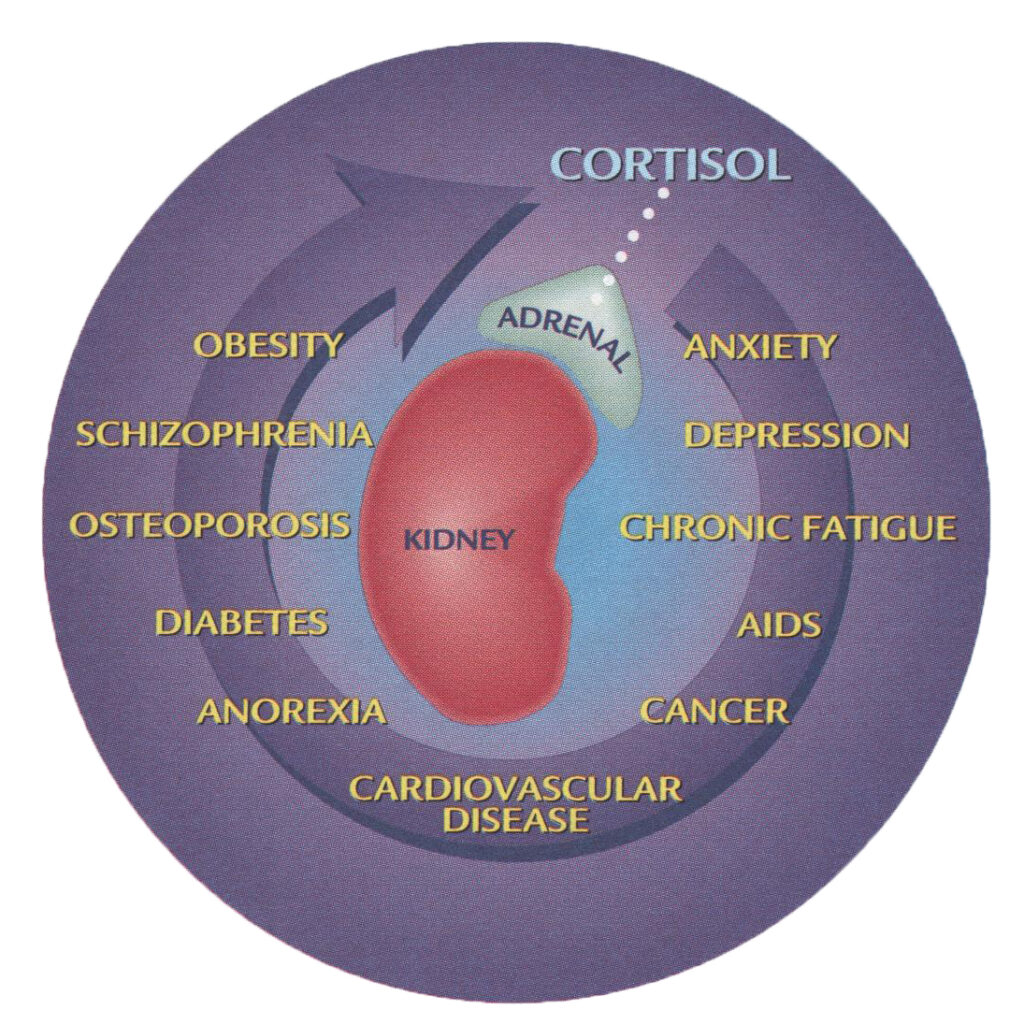 adrenal stress test and organ health