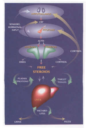 adrenal stress test and organ health