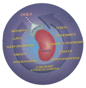 adrenal stress index test