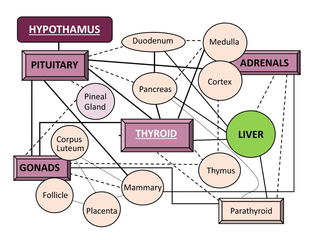 Endocrine Pathway