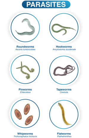 comprehensive Gi Stool test parasite list